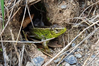 Natur in Benhausen | Heinz Rolf